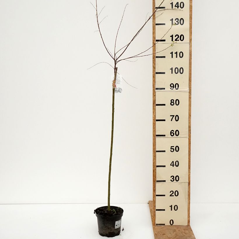 Spécimen de Salix cinerea Tricolor - Saule cendré Pot de 3L/4L, Tige tel que livré en automne