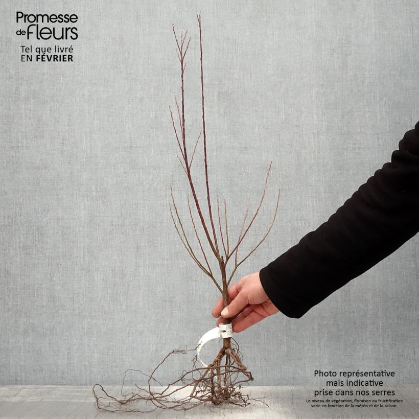 Exemplar von Schmalblättrige Lavendel-Weide Angustifolia - Salix elaeagnos subsp. angustifolia Wurzelnackt wie im Winter geliefert