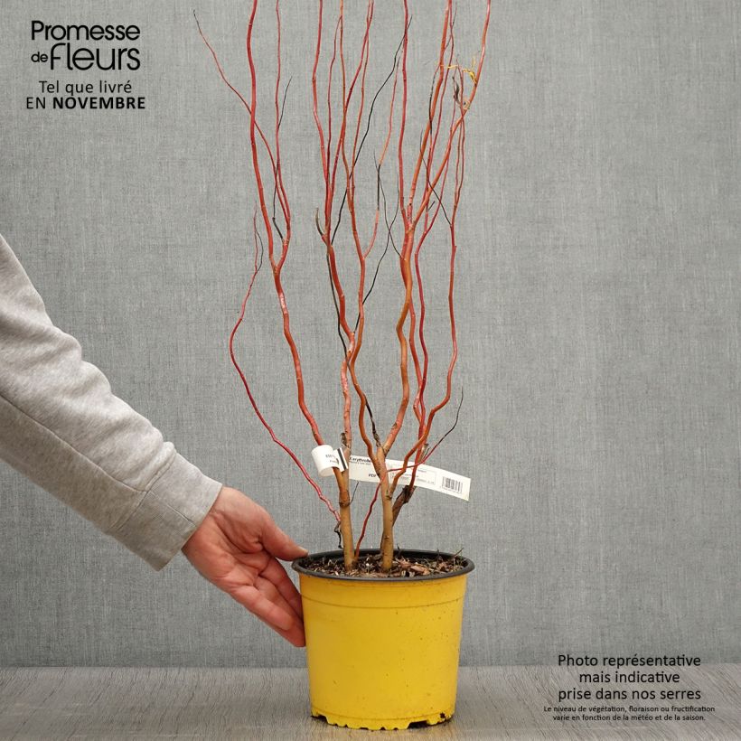 Spécimen de Salix erythroflexuosa - Saule tortueux Pot de 3L/4L tel que livré en automne