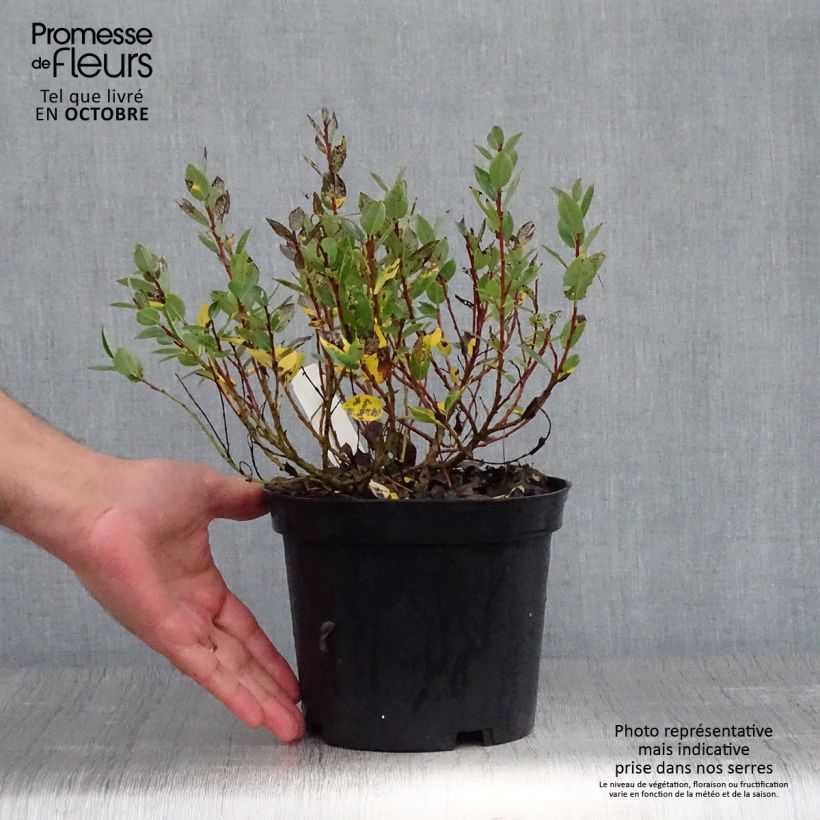 Spécimen de Salix hastata Wehrhahnii - Saule hasté Pot de 2L/3L tel que livré en automne