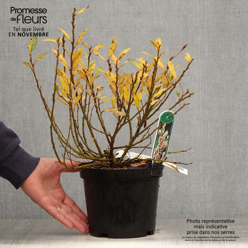 Spécimen de Salix helvetica - Saule de Suisse Pot de 2L/3L tel que livré en automne