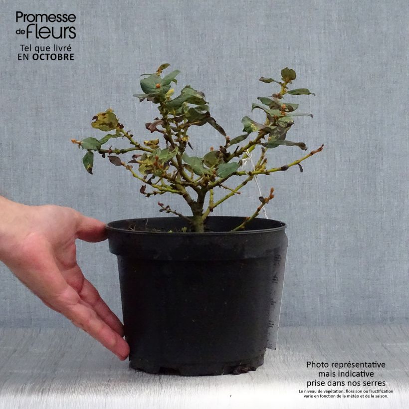 Spécimen de Salix lanata - Saule laineux Pot de 2L/3L tel que livré en automne