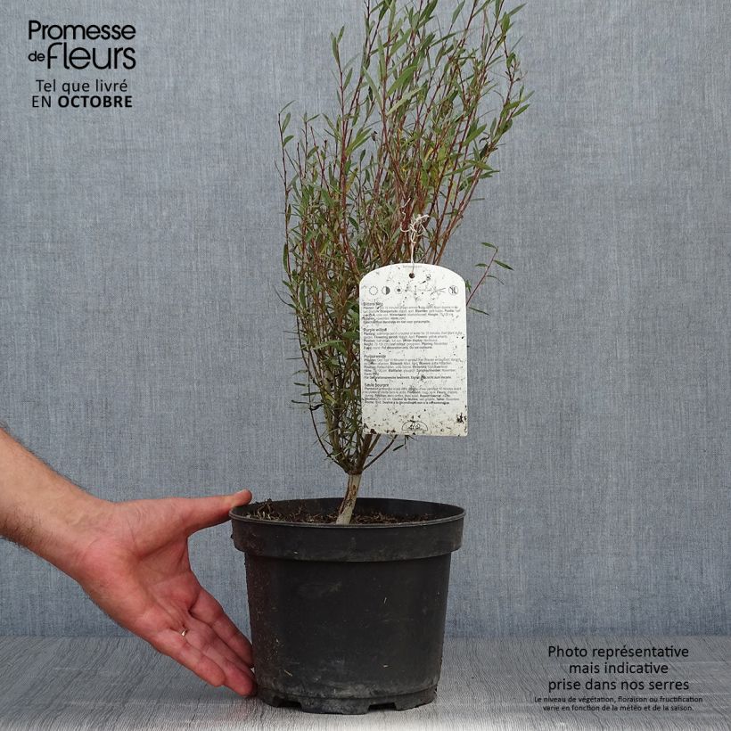 Spécimen de Salix purpurea Nana - Saule pourpre Pot de 2L/3L tel que livré en automne