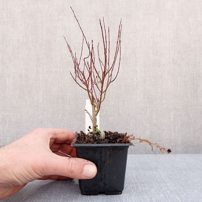 Spécimen de Salix purpurea Nana - Saule pourpre Godet de 8/9 cm tel que livré en hiver