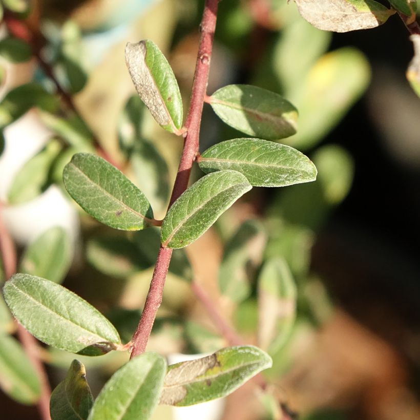 Salix repens Armando - Saule rampant (Feuillage)