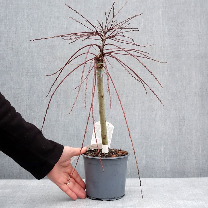 Spécimen de Salix repens Armando - Saule rampant Pot de 1,5L/2L, Tige de 30 cm tel que livré en hiver