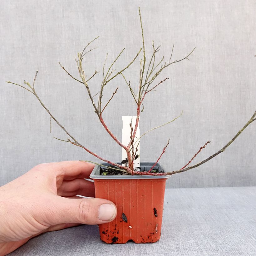 Spécimen de Salix subopposita - Saule nain Godet de 8/9 cm tel que livré en hiver