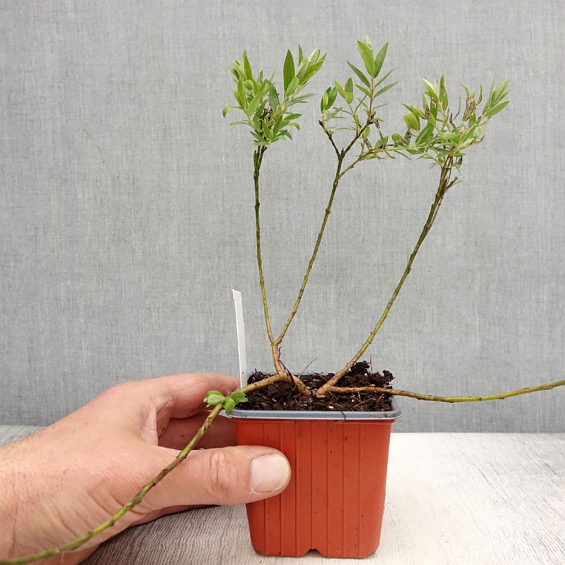 Spécimen de Salix subopposita - Saule nain Godet de 8/9 cm tel que livré au printemps