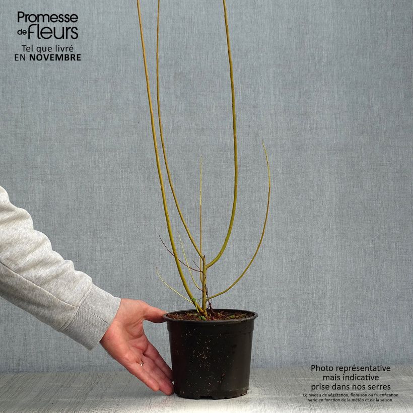 Spécimen de Salix viminalis - Saule des vanniers Pot de 1,5L/2L tel que livré en automne