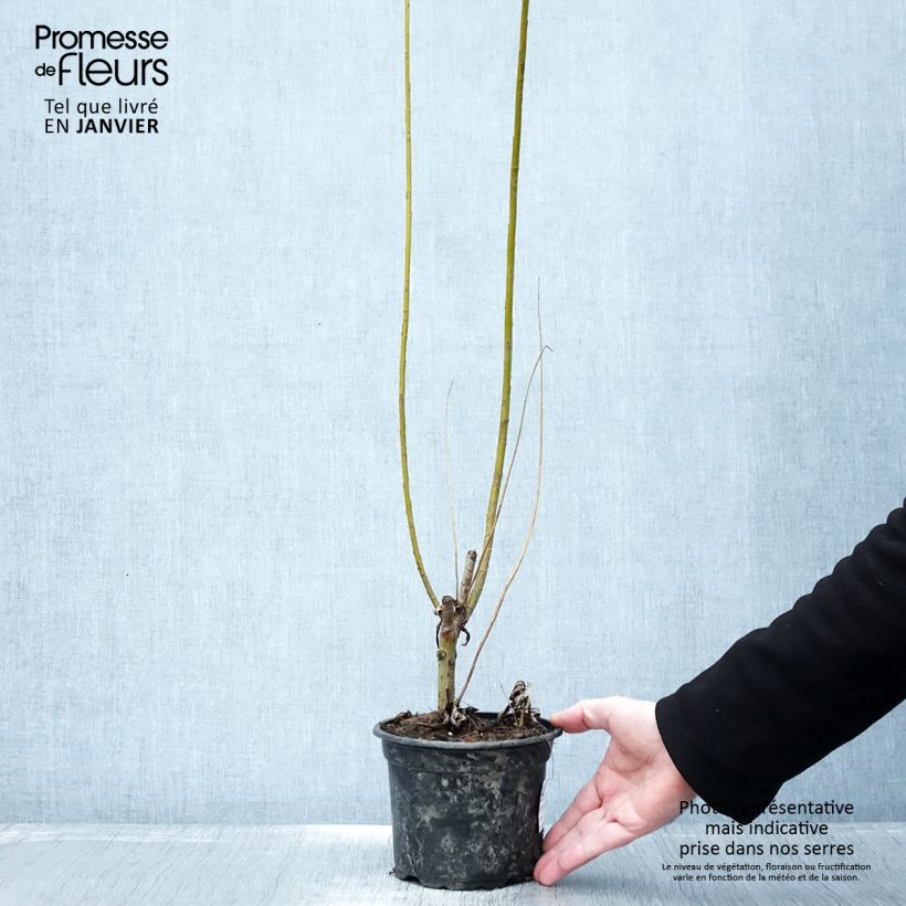 Spécimen de Salix viminalis - Saule des vanniers Pot de 1,5L/2L tel que livré en hiver
