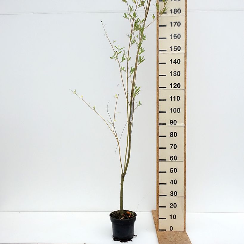 Spécimen de Salix x fragilis Bullata - Saule cassant Pot de 4L/5L tel que livré en été