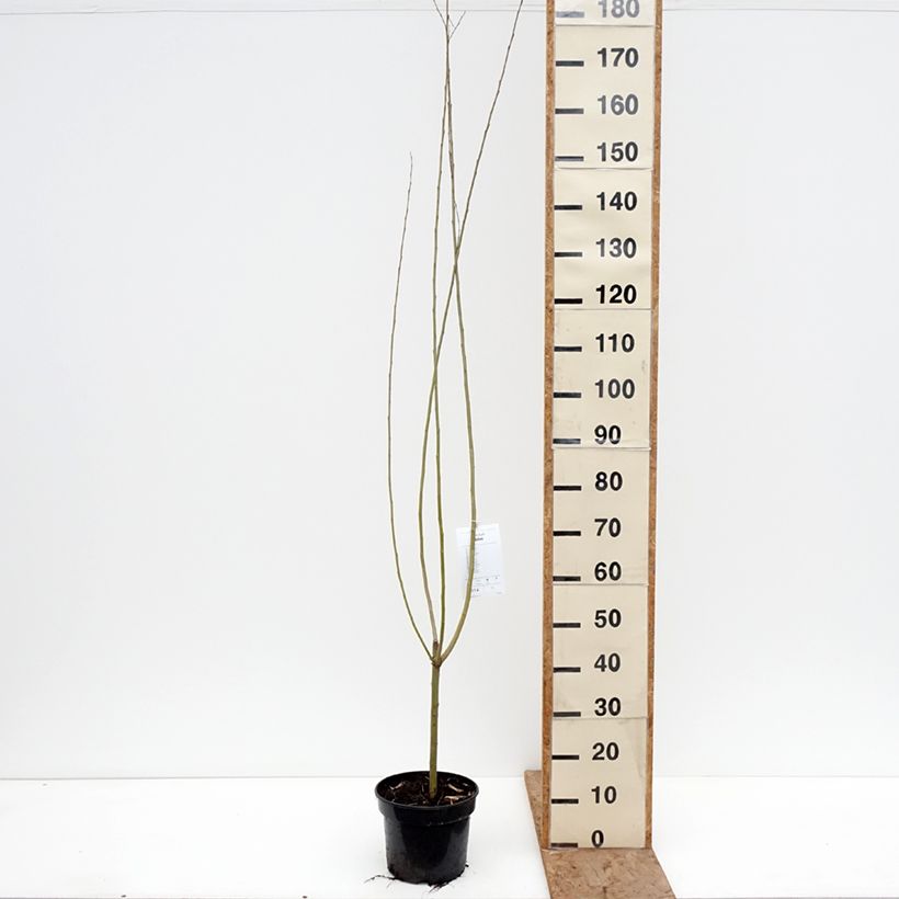 Spécimen de Salix x fragilis Bullata - Saule cassant Pot de 4L/5L tel que livré en hiver