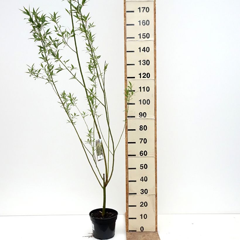 Spécimen de Salix x fragilis Bullata - Saule cassant Pot de 4L/5L tel que livré au printemps