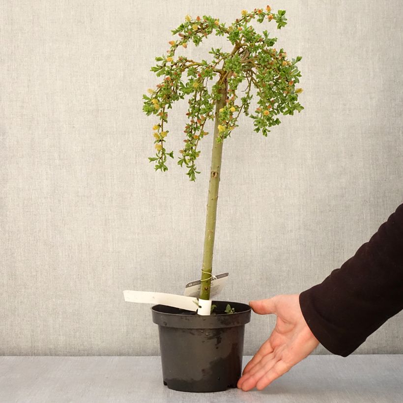 Spécimen de Salix (x) simulatrix - Saule nain Pot de 2L/3L, Tige, Tige de 40 cm tel que livré au printemps