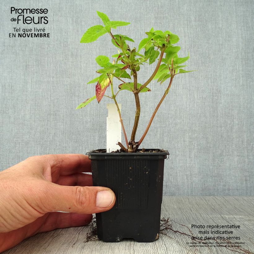 Spécimen de Salvia Amante - sauge hybride Godet de 8/9 cm tel que livré en automne