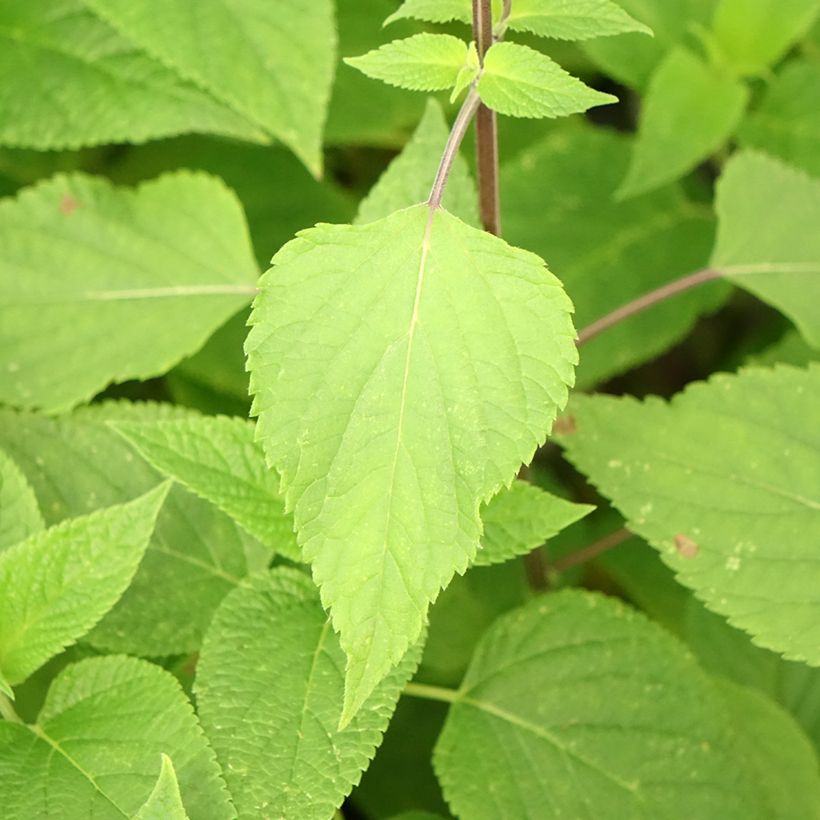 Salvia Amante - sauge hybride (Feuillage)