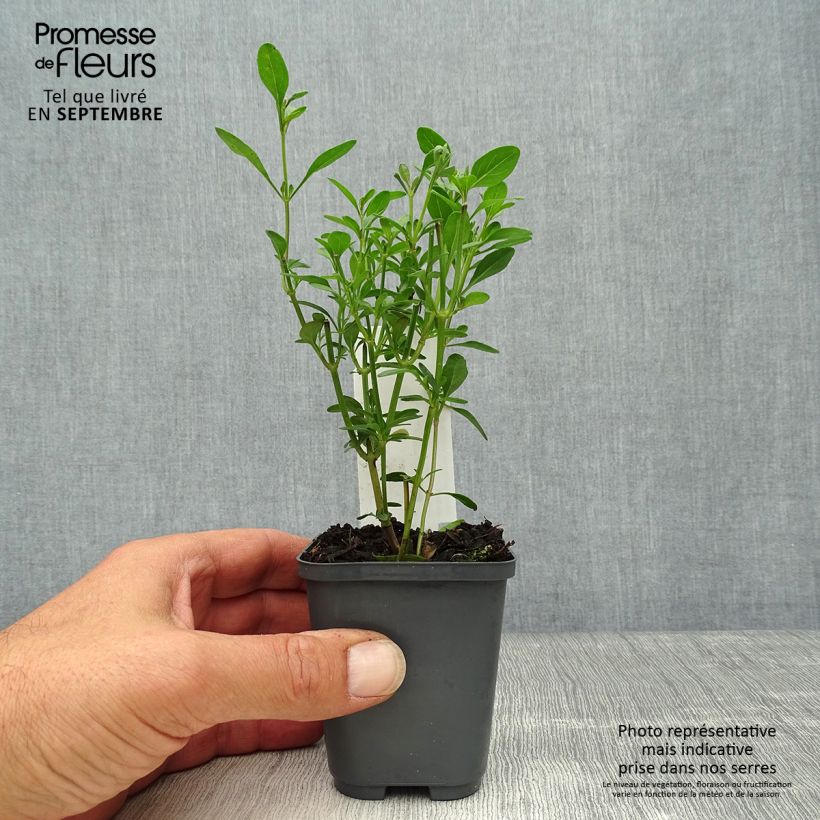 Spécimen de Sauge arbustive Violette de Loire - Salvia jamensis Godet de 8/9 cm tel que livré en automne