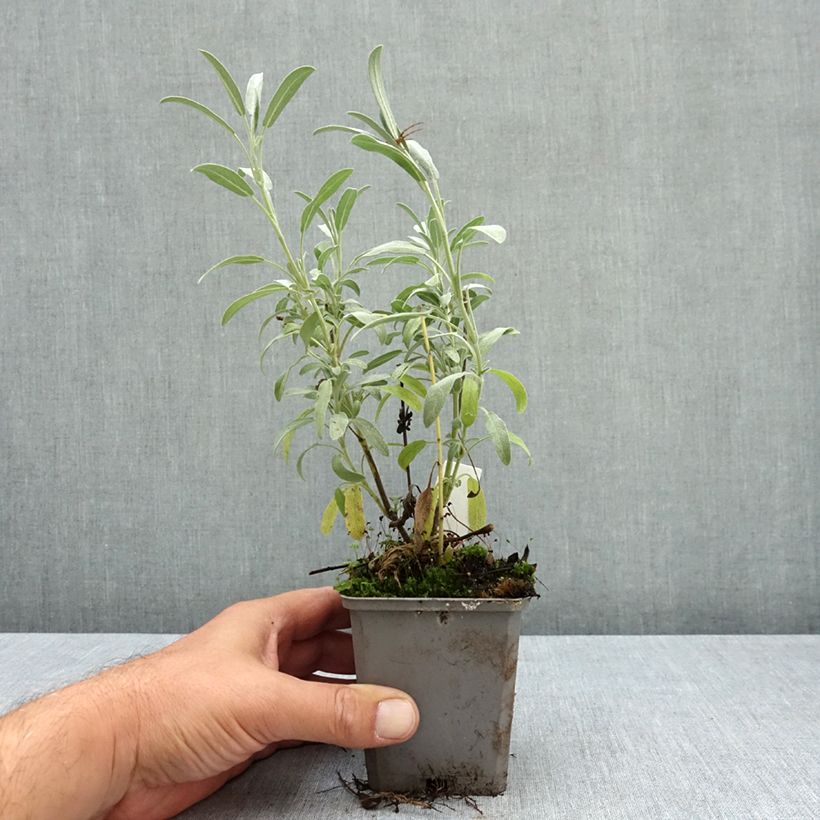 Spécimen de Salvia lavandulifolia - Sauge à feuilles de lavande Godet de 8/9 cm tel que livré en été
