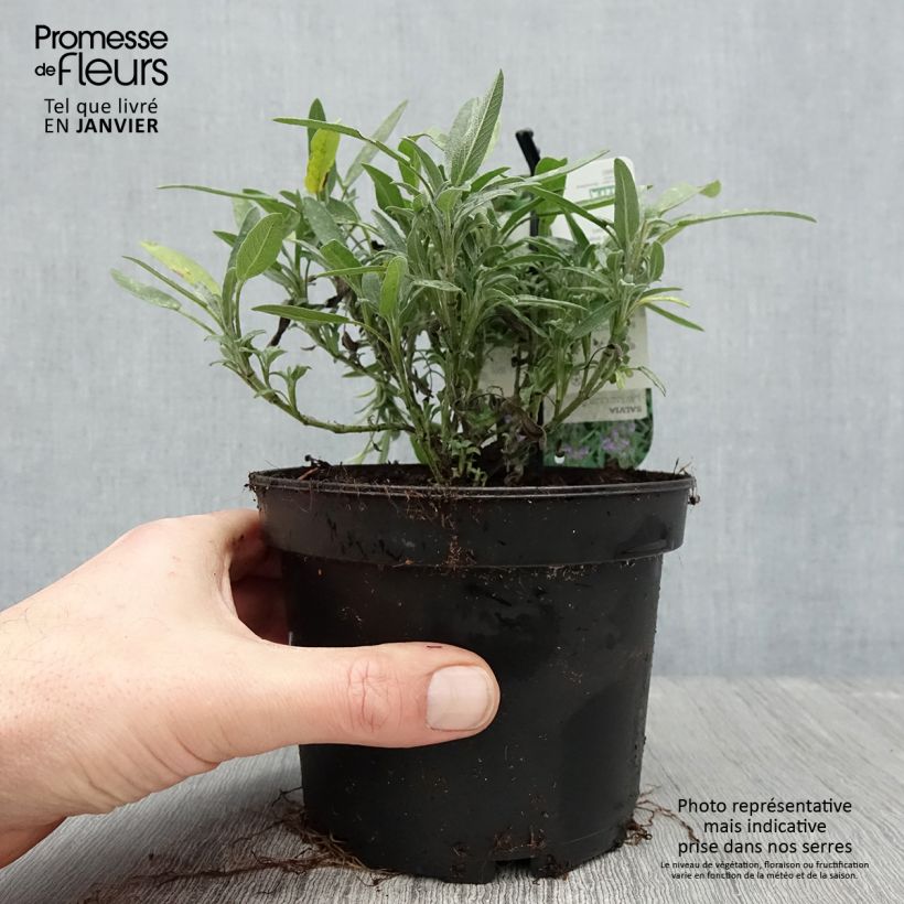 Spécimen de Salvia lavandulifolia - Sauge à feuilles de lavande Pot de 1,5L/2L tel que livré en hiver