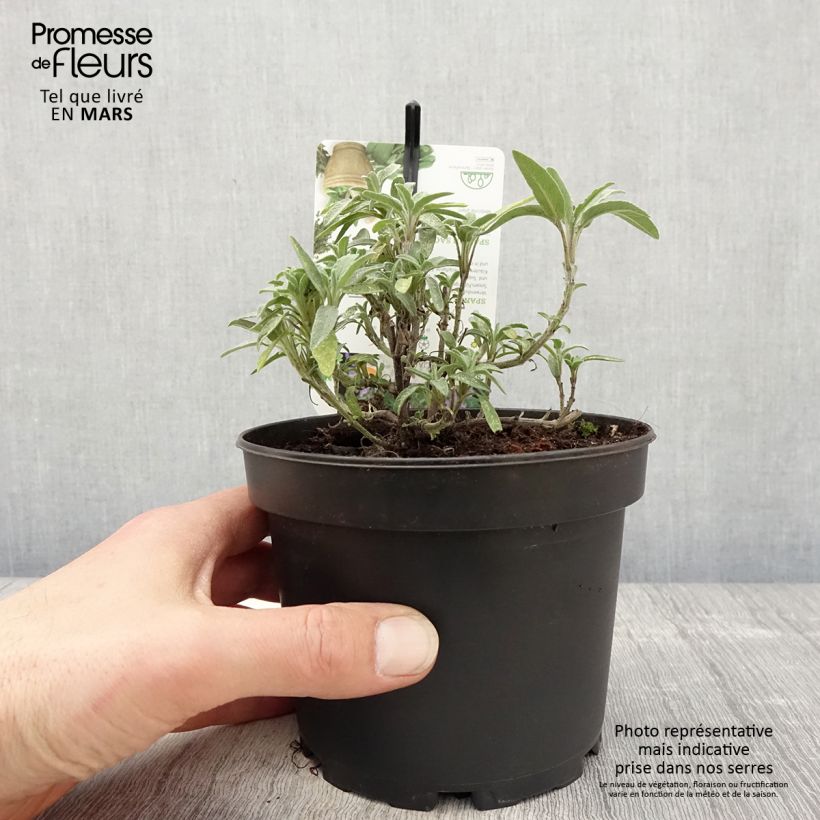 Spécimen de Salvia lavandulifolia - Sauge à feuilles de lavande Pot de 1,5L/2L tel que livré au printemps