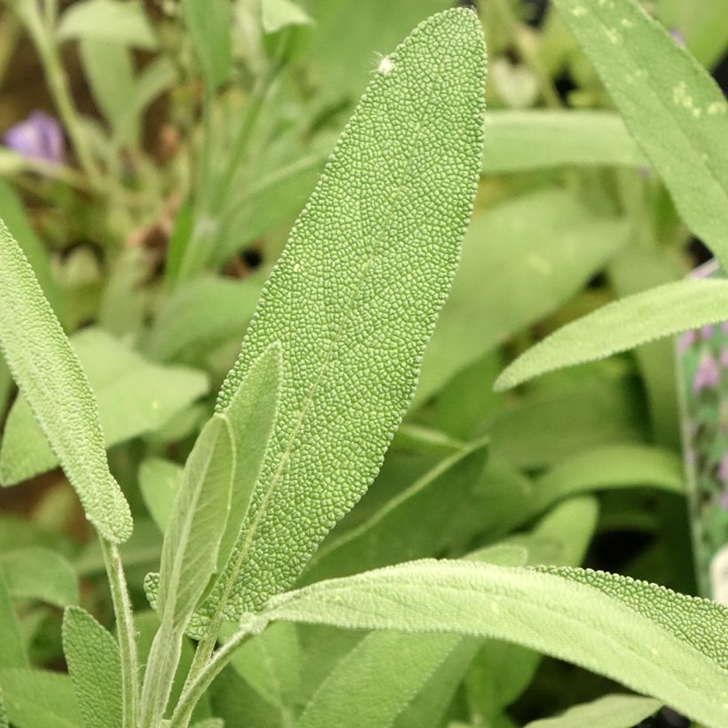 Salvia lavandulifolia - Sauge à feuilles de lavande (Feuillage)
