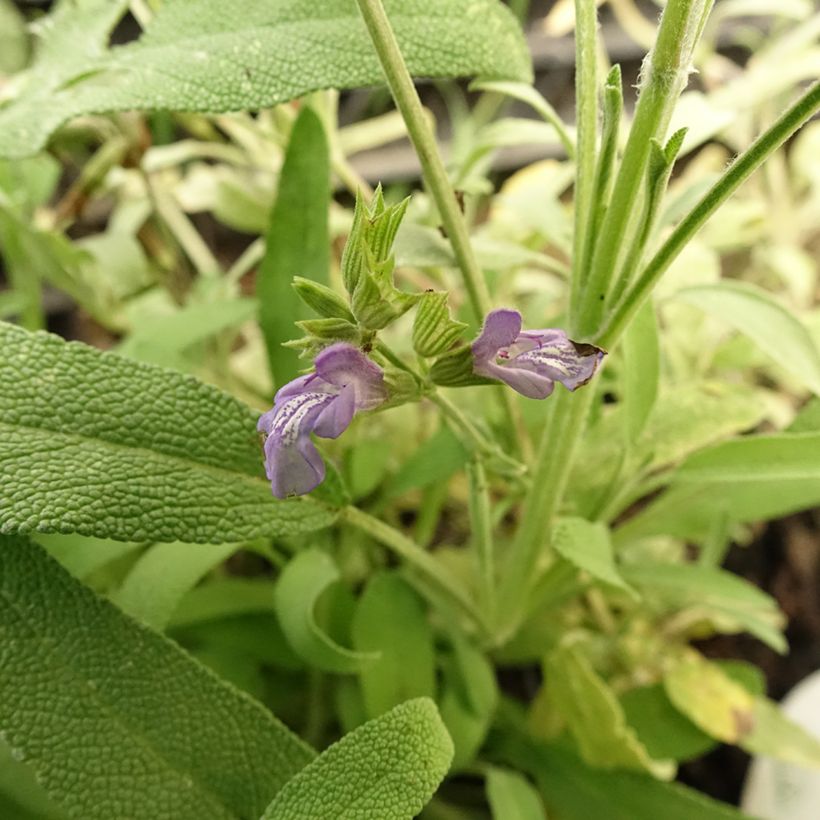 Salvia lavandulifolia - Sauge à feuilles de lavande (Floraison)