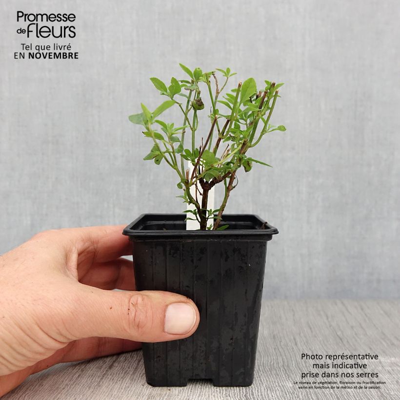 Spécimen de Salvia microphylla Delice Aquamarine - sauge arbustive Godet de 8/9 cm tel que livré en automne