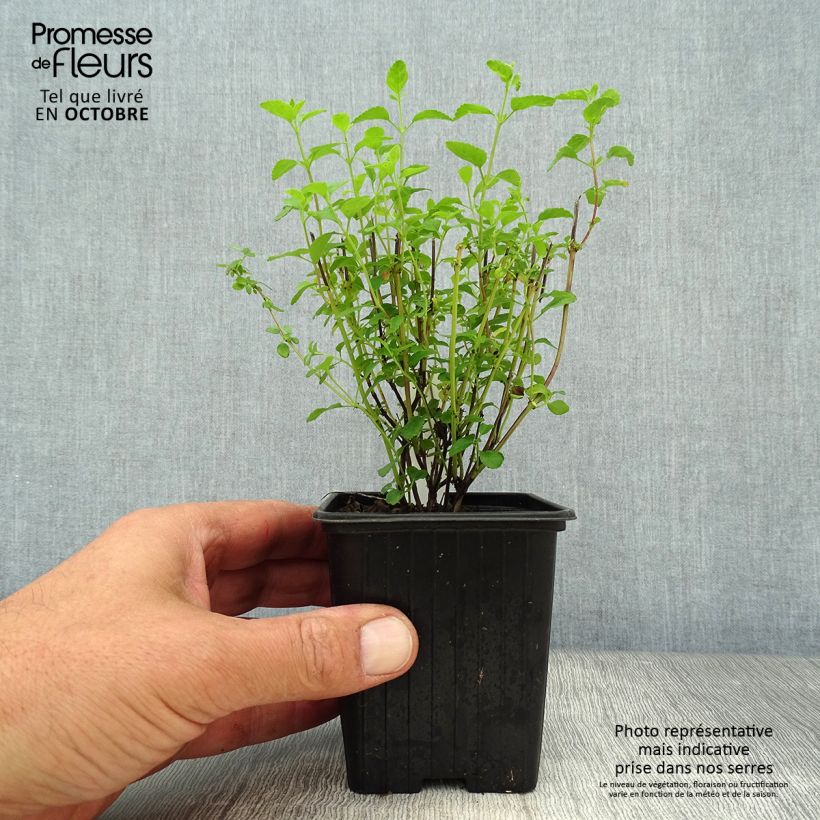 Spécimen de Salvia microphylla Little Kiss - sauge arbustive Godet de 8/9 cm tel que livré en automne
