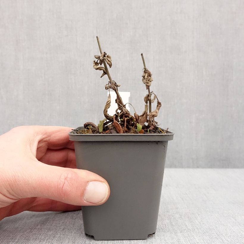 Spécimen de Salvia nemorosa Blue Bouquetta - Sauge des bois Godet de 8/9 cm tel que livré en hiver