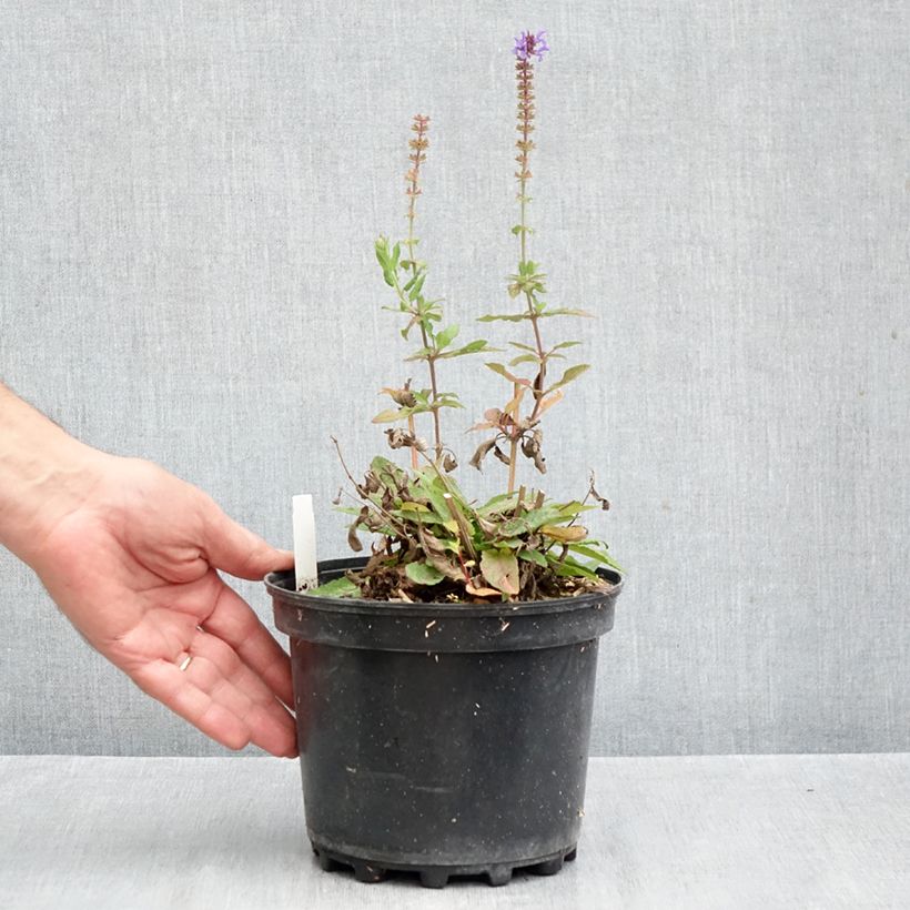 Spécimen de Salvia nemorosa Blue Marvel - Sauge des bois Pot de 2L/3L tel que livré en automne