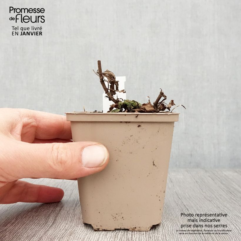 Spécimen de Salvia nemorosa Bumblesky Godet de 8/9 cm tel que livré en hiver