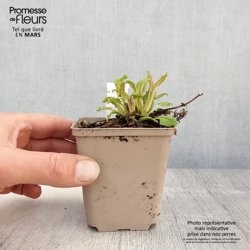 Amostra de Sálvia nemorosa Bumblesky Vaso de 8/9 cm tal como entregue na primavera