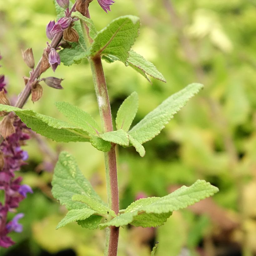 Salvia nemorosa Caradonna Compact - Sauge des bois (Feuillage)