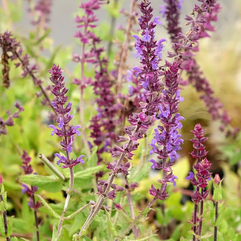 Salvia nemorosa Caradonna Compact - Sauge des bois (Floraison)