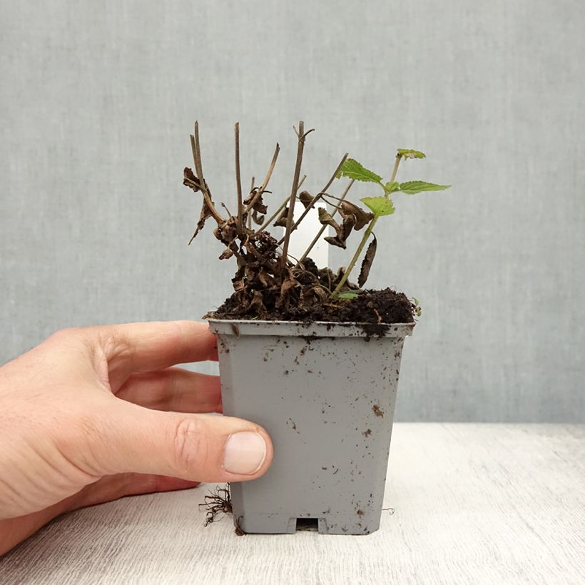 Spécimen de Salvia nemorosa Caradonna Compact - Sauge des bois Godet de 8/9 cm tel que livré en automne