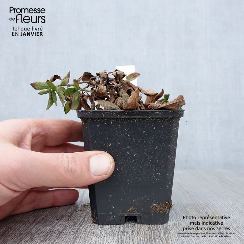 Spécimen de Salvia nemorosa Caradonna Compact - Sauge des bois Godet de 8/9 cm tel que livré en hiver