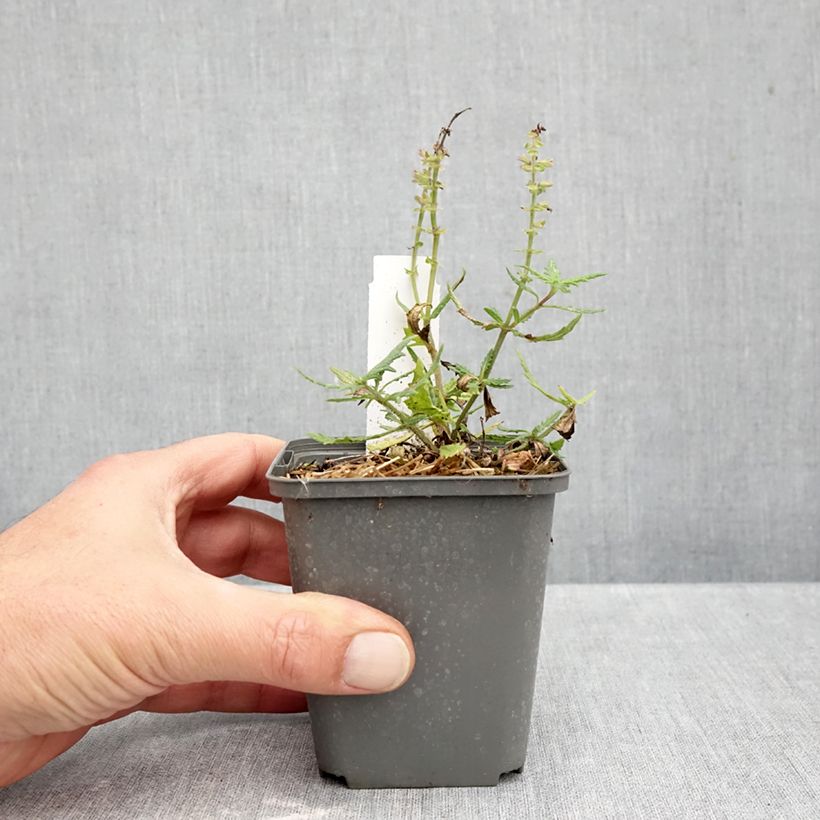 Spécimen de Salvia nemorosa Feathers Flamingo - Sauge des bois  Godet de 7/8 cm tel que livré en automne