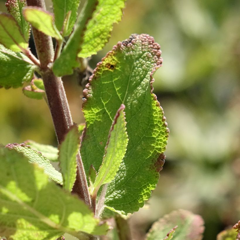 Salvia nemorosa Katsjing - Sauge des bois (Feuillage)