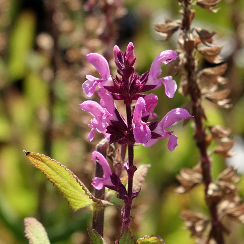 Salvia nemorosa Katsjing - Sauge des bois (Floraison)