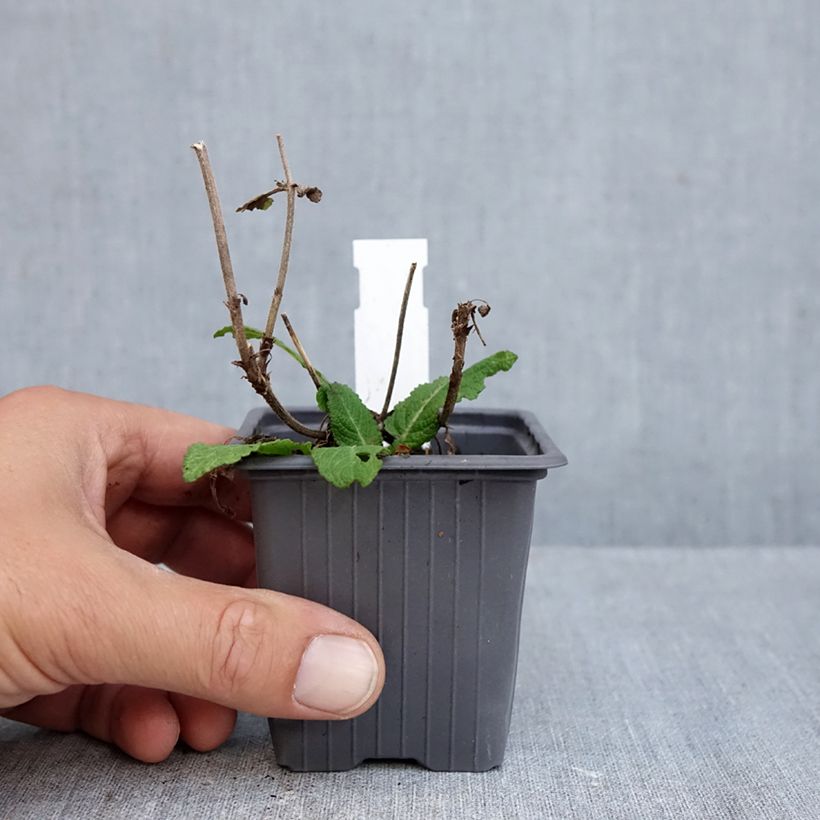 Spécimen de Salvia nemorosa Katsjing - Sauge des bois Godet de 8/9 cm tel que livré en automne