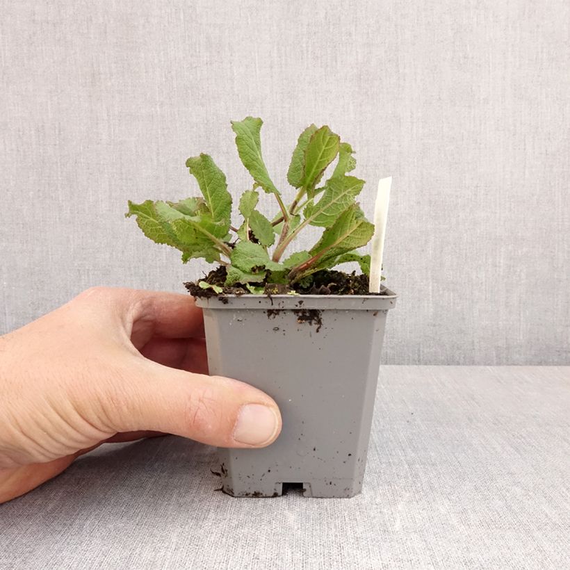 Spécimen de Salvia nemorosa Katsjing - Sauge des bois Godet de 8/9 cm tel que livré au printemps