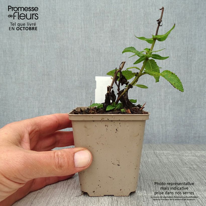 Spécimen de Salvia nemorosa Lubecca - Sauge des bois Godet de 8/9 cm tel que livré en automne