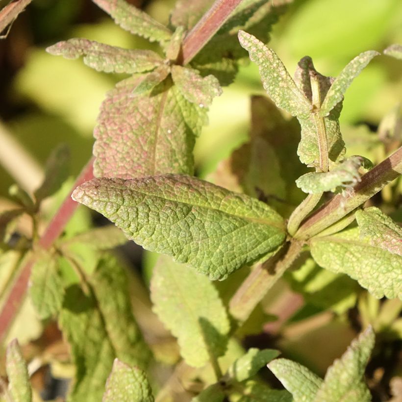 Salvia nemorosa Lyrical Rose - Sauge des bois (Feuillage)