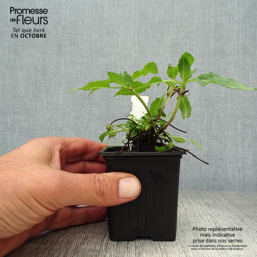 Spécimen de Salvia nemorosa Mainacht - Sauge des bois bleu violet Godet de 8/9 cm tel que livré en automne