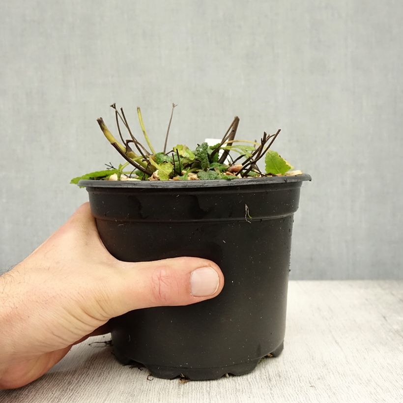 Spécimen de Salvia nemorosa Mainacht - Sauge des bois bleu violet Pot de 2L/3L tel que livré en automne