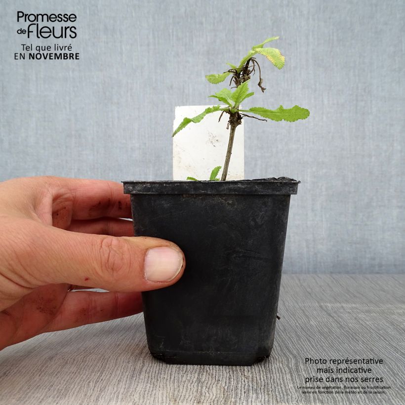 Spécimen de Salvia nemorosa Marcus Haeumanarc - Sauge des bois Godet de 8/9 cm tel que livré en automne