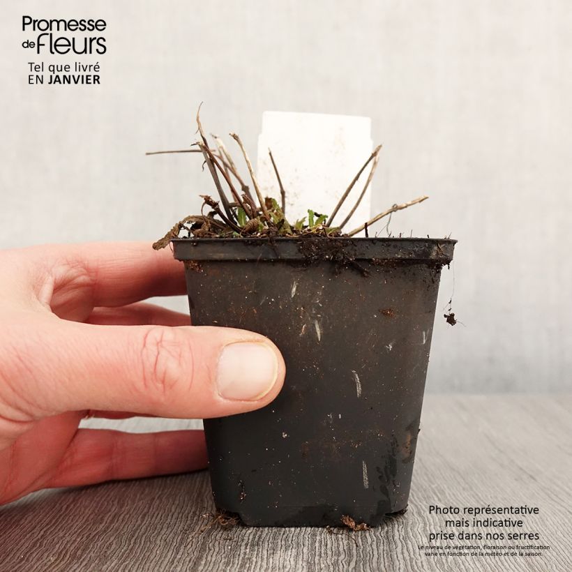 Spécimen de Salvia nemorosa Marcus Haeumanarc - Sauge des bois Godet de 8/9 cm tel que livré en hiver