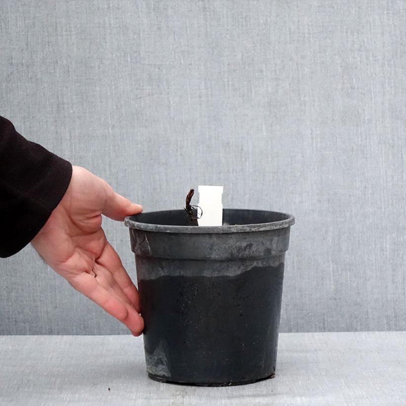 Spécimen de Salvia nemorosa Marcus Haeumanarc - Sauge des bois Pot de 2L/3L tel que livré en hiver