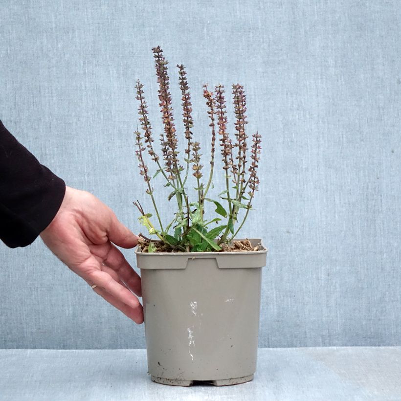 Spécimen de Salvia nemorosa Midnight Rose - Sauge des bois Pot de 2L/3L tel que livré en automne