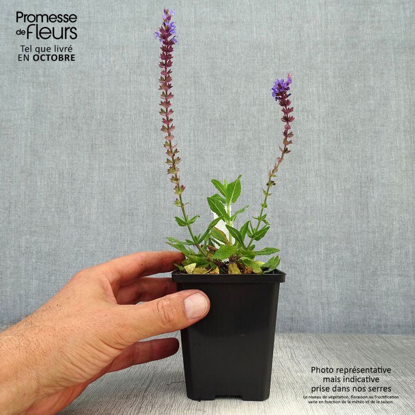 Spécimen de Salvia nemorosa Ostfriesland - Sauge des bois Godet de 8/9 cm tel que livré en automne